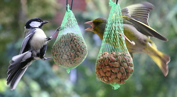 Malerische Ansicht Der Schönen Meise Vogel — Stockfoto