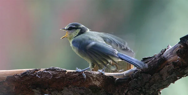 Great Tit Young Begging Food — 图库照片