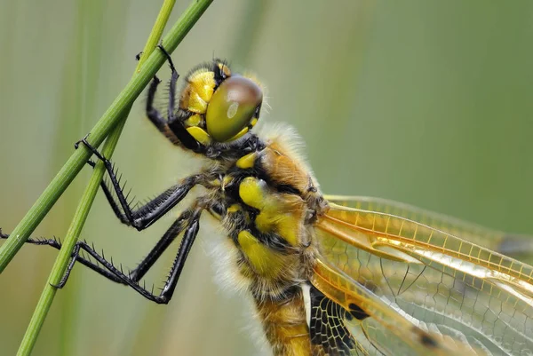 Insecto Naturaleza Mosca Dragonela Odonata —  Fotos de Stock