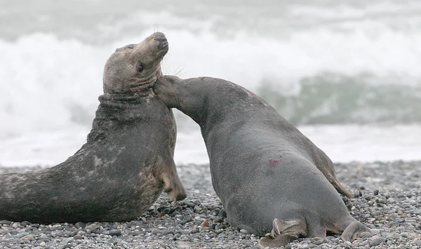 Seal Marine Animal Marine — Stock Photo, Image