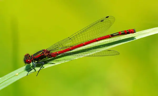 Vista Macro Primer Plano Del Insecto Libélula —  Fotos de Stock