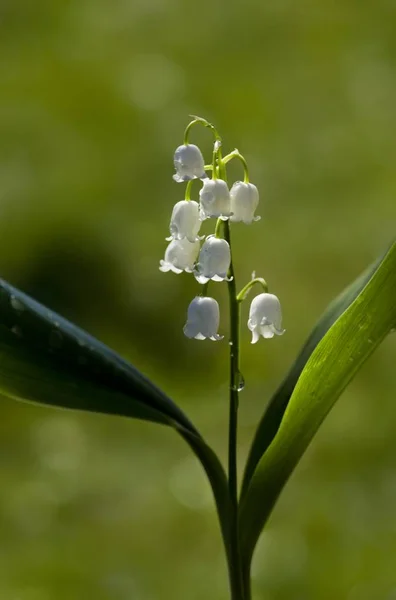 Lily Vii — стоковое фото