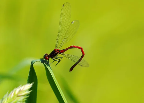 Vue Macro Rapprochée Insecte Libellule — Photo