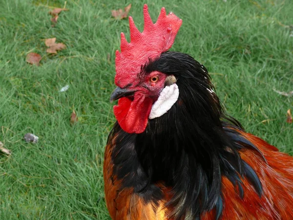 Malerischer Vogelschuss Der Outdoor Szene — Stockfoto