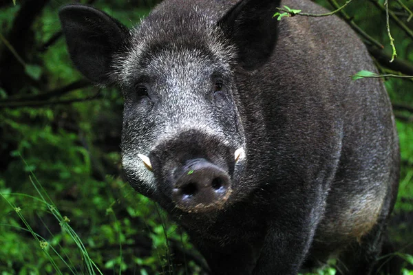 Wildszene Schöne Natur — Stockfoto