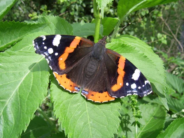 Närbild Insekter Vild Natur — Stockfoto