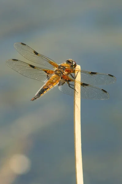 Primo Piano Macro Vista Insetti Libellula — Foto Stock