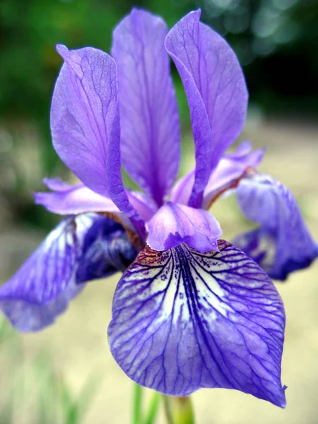Vue Panoramique Belle Fleur Iris — Photo