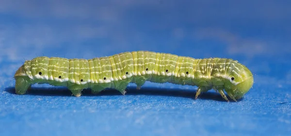 Grüne Raupe Auf Blauem Fass — Stockfoto