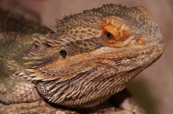 Bearded Dragon Exotic Lizard Reptilian — Stock Photo, Image