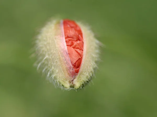 Close Uitzicht Mooie Wilde Papaver Bloemen — Stockfoto