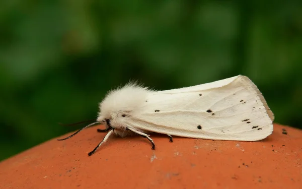 Närbild Insekter Vild Natur — Stockfoto