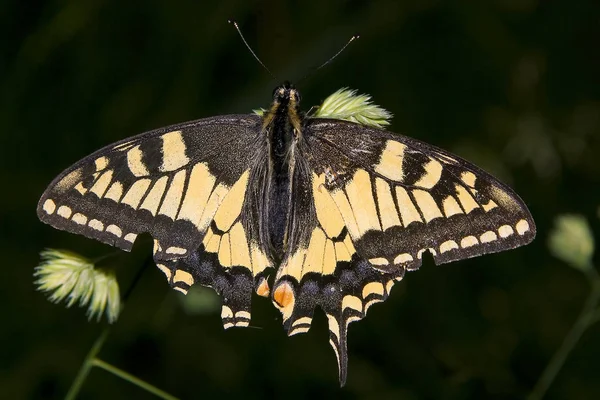 불행하게 나비의 날개가 손상되었습니다 하지만 가까이 꼬리를 없습니다 Pentax 100 — 스톡 사진