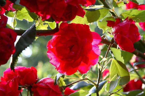 Rosas Rojas Pétalos Flores —  Fotos de Stock