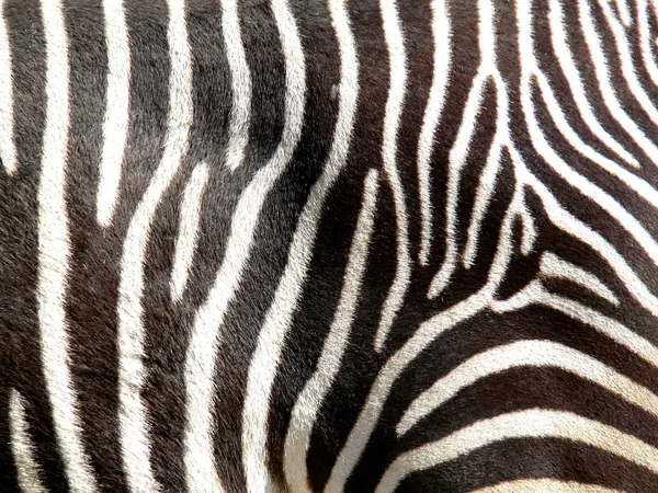 Полосатая Зебра Млекопитающее — стоковое фото