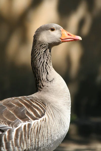 メスのマガモが閉じ込められ — ストック写真