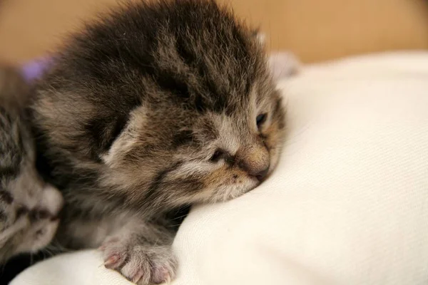 Portrait Cute Cat — Stock Photo, Image