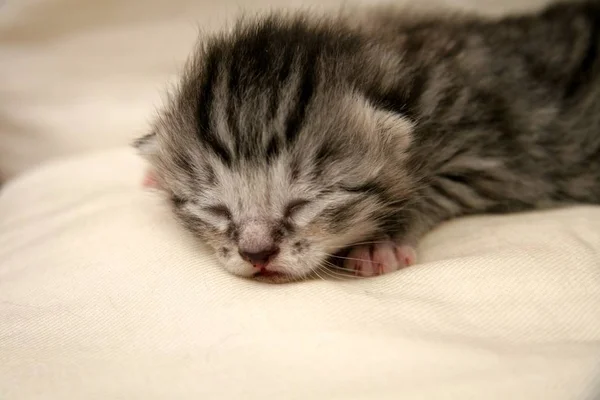 Porträt Einer Süßen Katze — Stockfoto