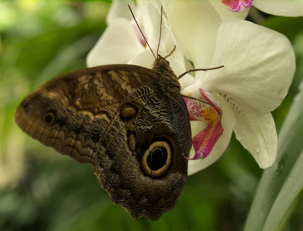 Morpho Bleu Comme Montre Souvent Montréalavec Des Ailes Repliées Pour — Photo