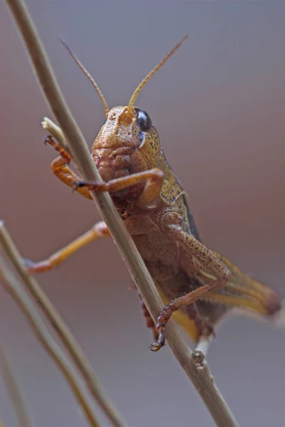 Hmyzí Kobylka Kriketový Brouk — Stock fotografie