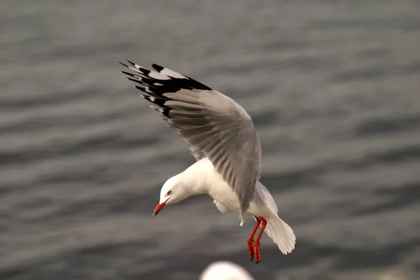 Vista Panorámica Hermoso Pájaro Lindo Gaviota — Foto de Stock