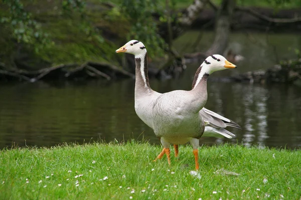 Aussichtsreiche Aussicht Auf Schöne Vögel Der Natur — Stockfoto