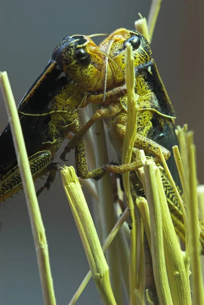 Sprinkhaneninsect Ongewervelde Bidwants — Stockfoto