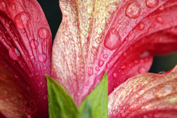 Natursköna Vackra Färgglada Hibiskus Blomma — Stockfoto