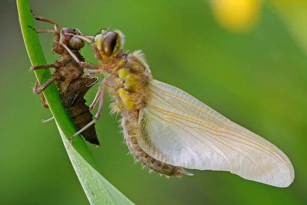 Yusufçuk Böceği Doğada Kanatları Olan Küçük Bir Böcek — Stok fotoğraf