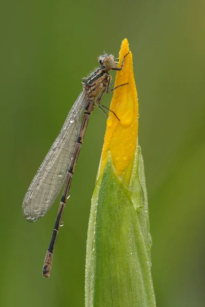 Dragonfly Insect Nature Entomology — Stock Photo, Image