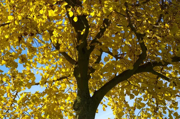 Schöne Aussicht Auf Die Natur — Stockfoto