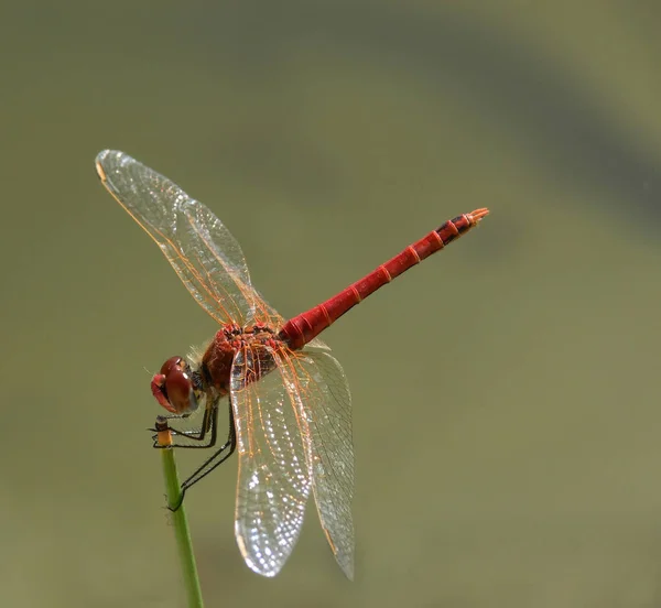 Odonata Dragonfly Nature Flora — стоковое фото