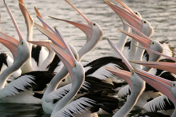 Schwimmvogel Wildniskonzept — Stockfoto