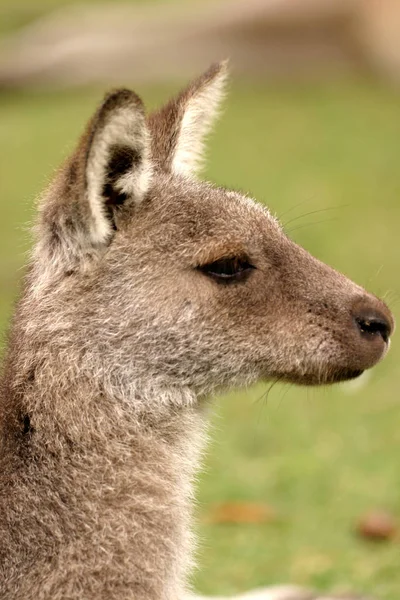 Kanguru Hayvanı Avustralya Faunası — Stok fotoğraf