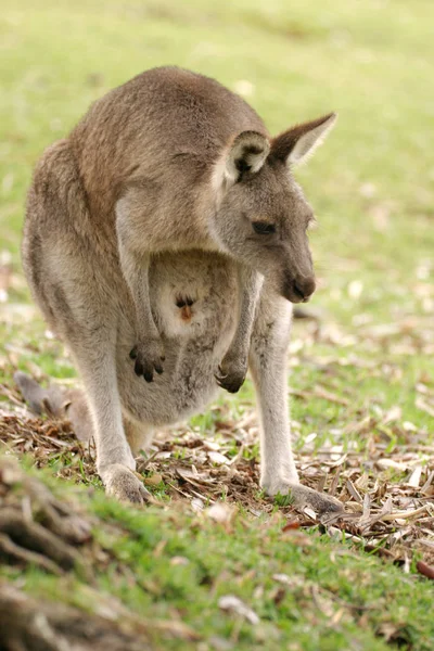 Roztomilý Klokaní Zvíře Australský Savec — Stock fotografie
