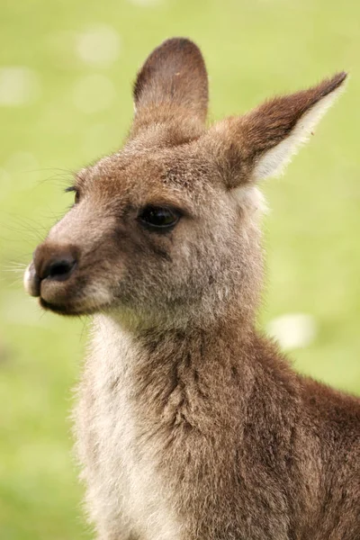 Kängurutier Australische Fauna — Stockfoto