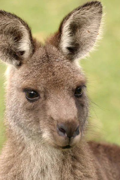 Lindo Canguro Animal Mamífero Australiano — Foto de Stock