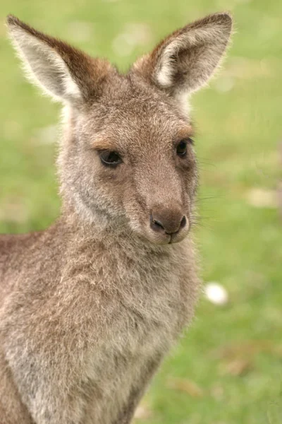 Schattig Kangoeroe Dier Australisch Zoogdier — Stockfoto