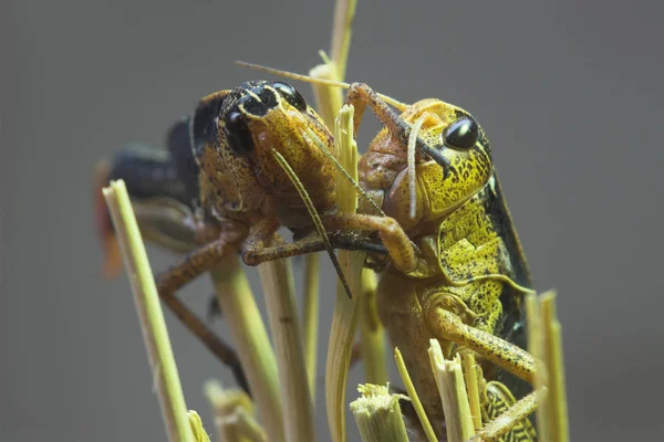 Vista Cerca Del Pequeño Insecto Saltamontes — Foto de Stock