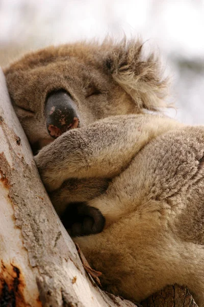 Koala Niedźwiedź Dzika Przyroda Drzewo Zwierzę — Zdjęcie stockowe