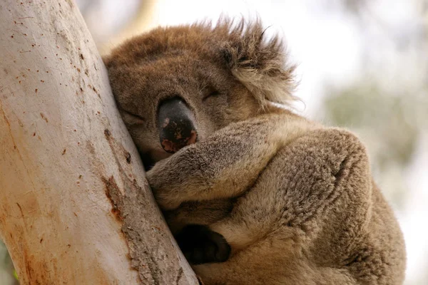 Oso Koala Animal Árbol Vida Silvestre — Foto de Stock
