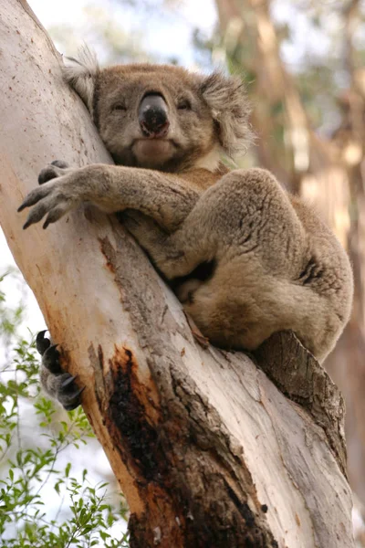 Urso Coala Animais Selvagens Árvore — Fotografia de Stock