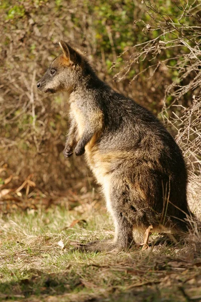 Carino Canguro Animale Mammifero Australiano — Foto Stock