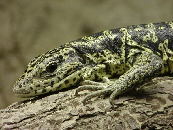 lizard animal, tropical reptile