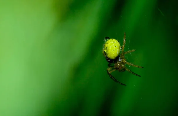 Τρομακτική Αράχνη Έντομο Πλάσμα — Φωτογραφία Αρχείου