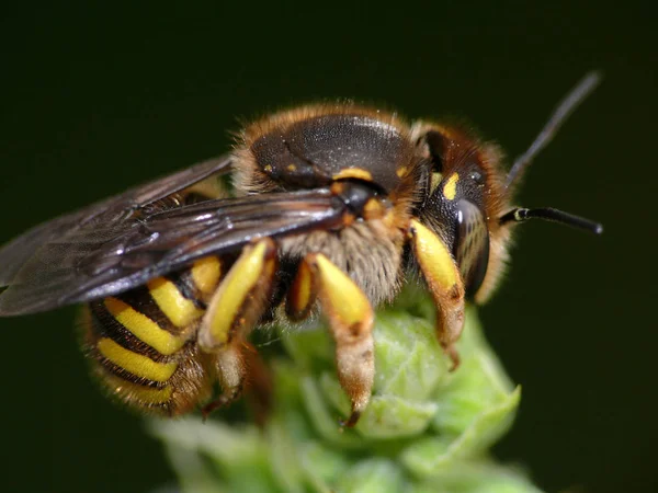 Close Zicht Insect Natuur — Stockfoto