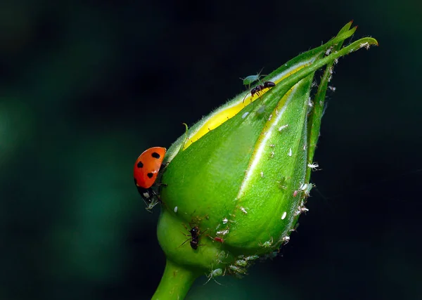 Today Discovered Garden Rose Completely Attacked Aphids Have Equal Ladybug — Stock Photo, Image