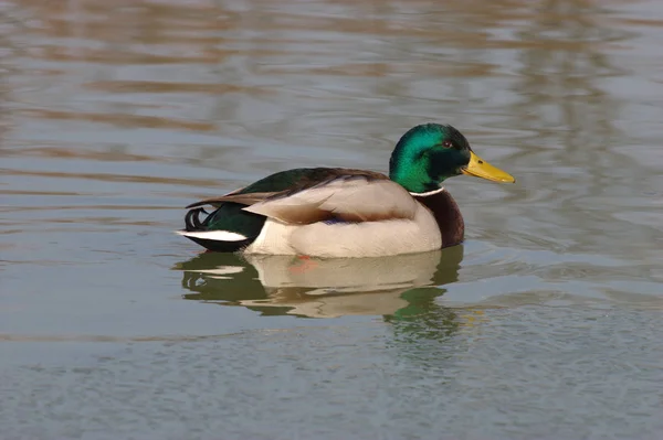 Scenic View Cute Mallard Duck Nature — Stock Photo, Image