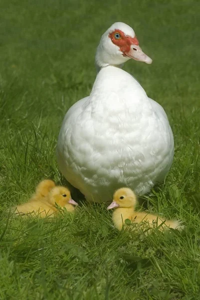 Naturskön Utsikt Över Gåsfågeln Naturen — Stockfoto