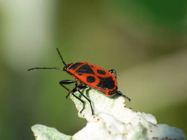 Nahaufnahme Von Wanzen Der Wilden Natur — Stockfoto